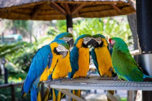 Read more about the article Looking For Your Busch Gardens Shuttle?